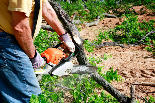 Best Tree Trimming Near Me  in Clinton, UT